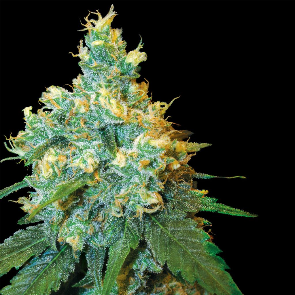 Primer Test Genético del Mundo Que Determina Tu Reacción Al Cannabis