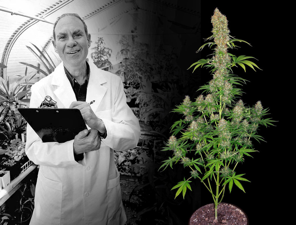 Ed Rosenthal with a Ed Rosenthal Super Bud plant