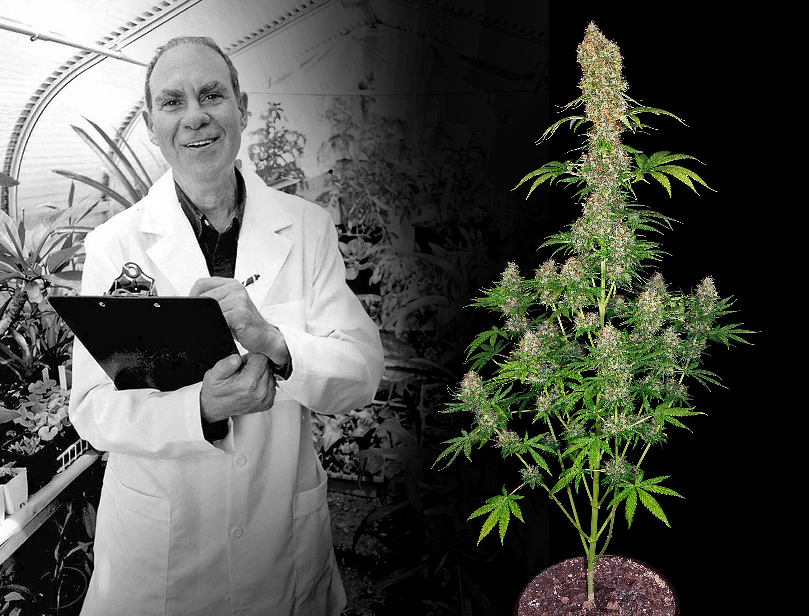 Ed Rosenthal and a cannabis plant