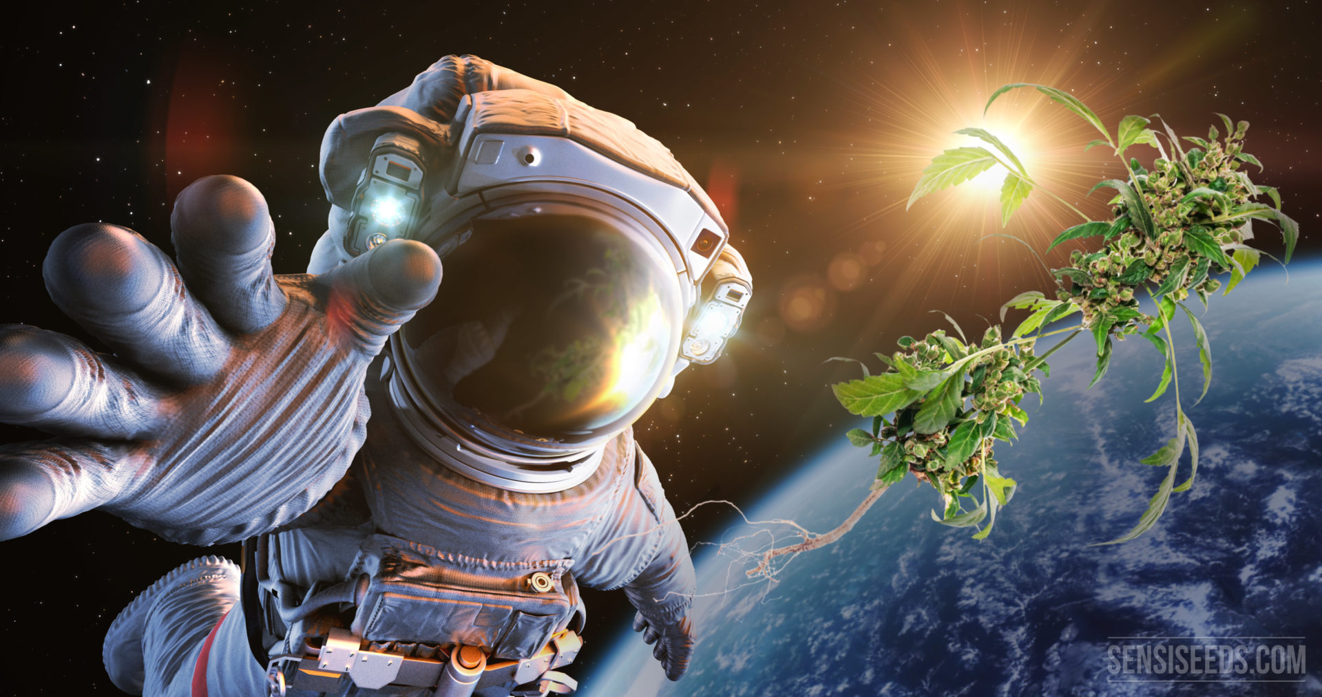 Cannabis in Space Part 1