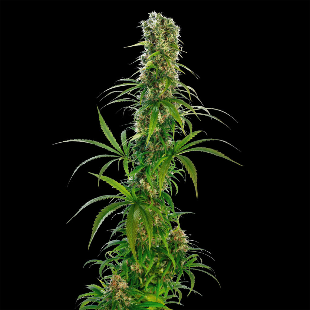 Michka cannabis plant against the dark background 