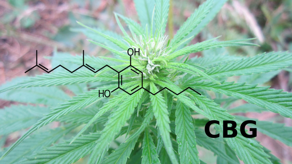 Primer plano de la punta de una planta en crecimiento que tiene un cogollo de cannabis madurando, y la representación gráfica de la estructura molecular del cannabinoide CBG (cannabigerol) superpuesta sobre él