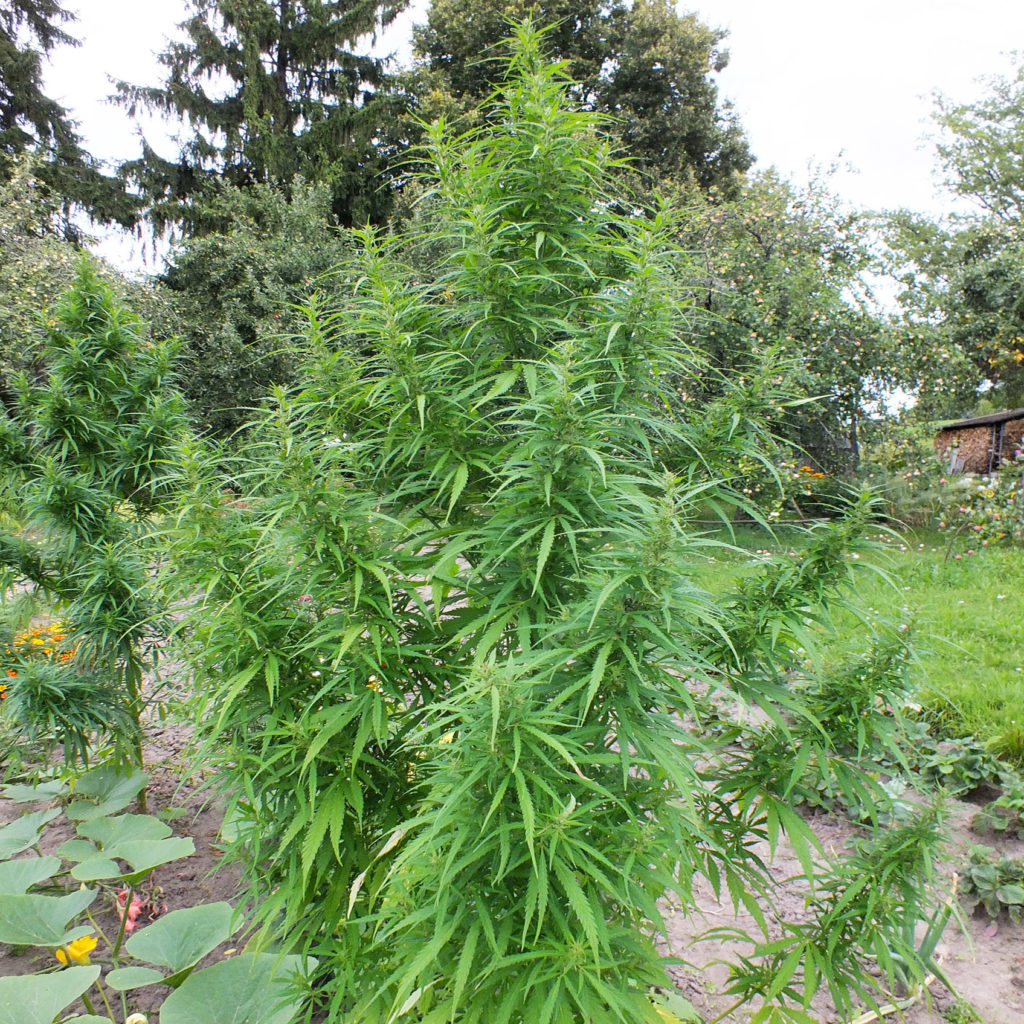 Un jardin d’extérieur avec deux plants de cannabis en avant-plan et des arbres fruitiers en arrière-plan