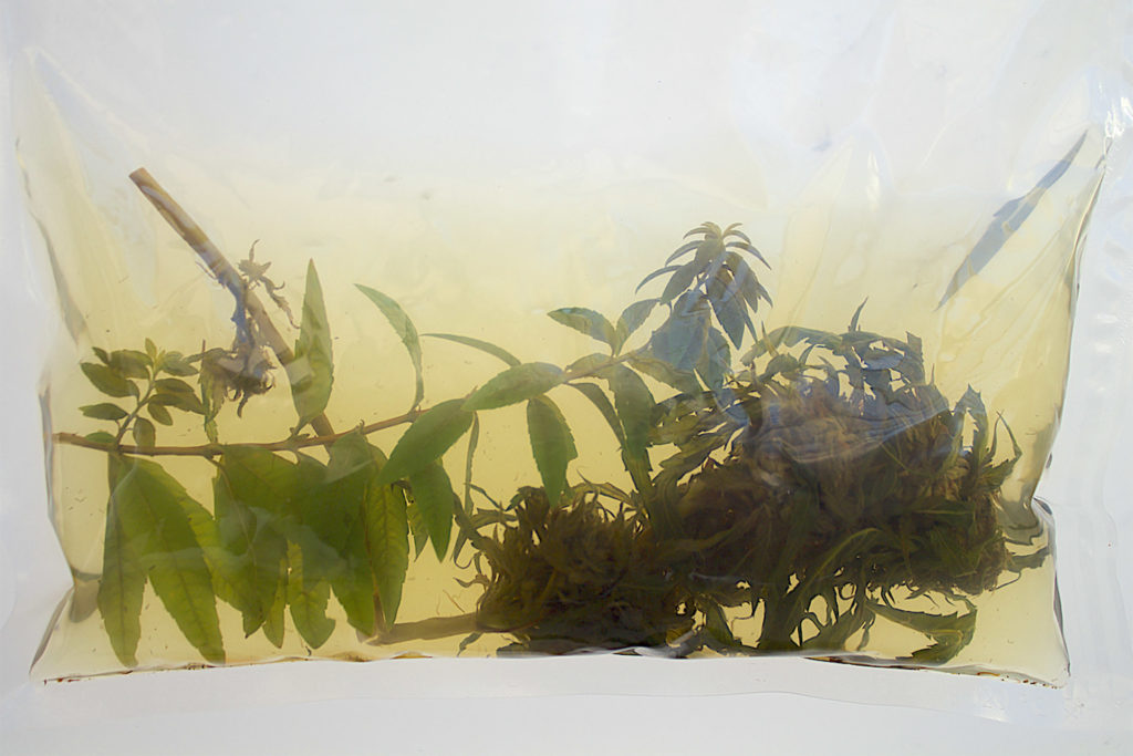 Bourgeon frais infusé de rhum et de citronnelle dans un sac à vide