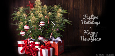 Plante de cannabis disposée comme un arbre de Noël avec des cadeaux en dessous