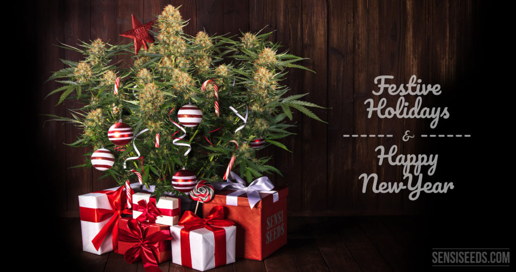 Cannabis plant arranged as a Christmas tree with gifts underneath