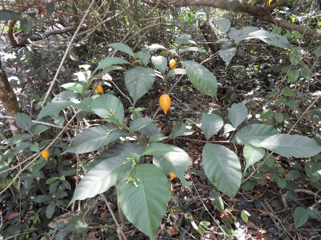 Foto einer Iboga-Pflanze, die in einem üppigen Stück Vegetation steht. Die Pflanze trägt vier orangefarbene Früchte und große grüne Blätter.