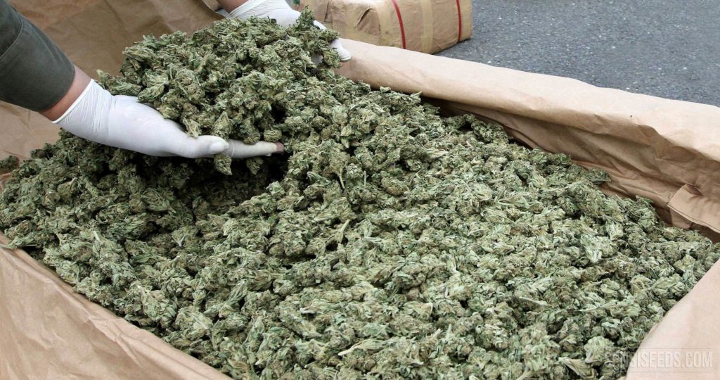 Cannabis-Überdosis: Wie viel Gras ist zu viel Gras?