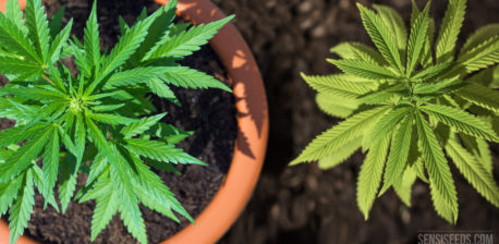 Eén cannabis geplant in een pot en andere in een grond