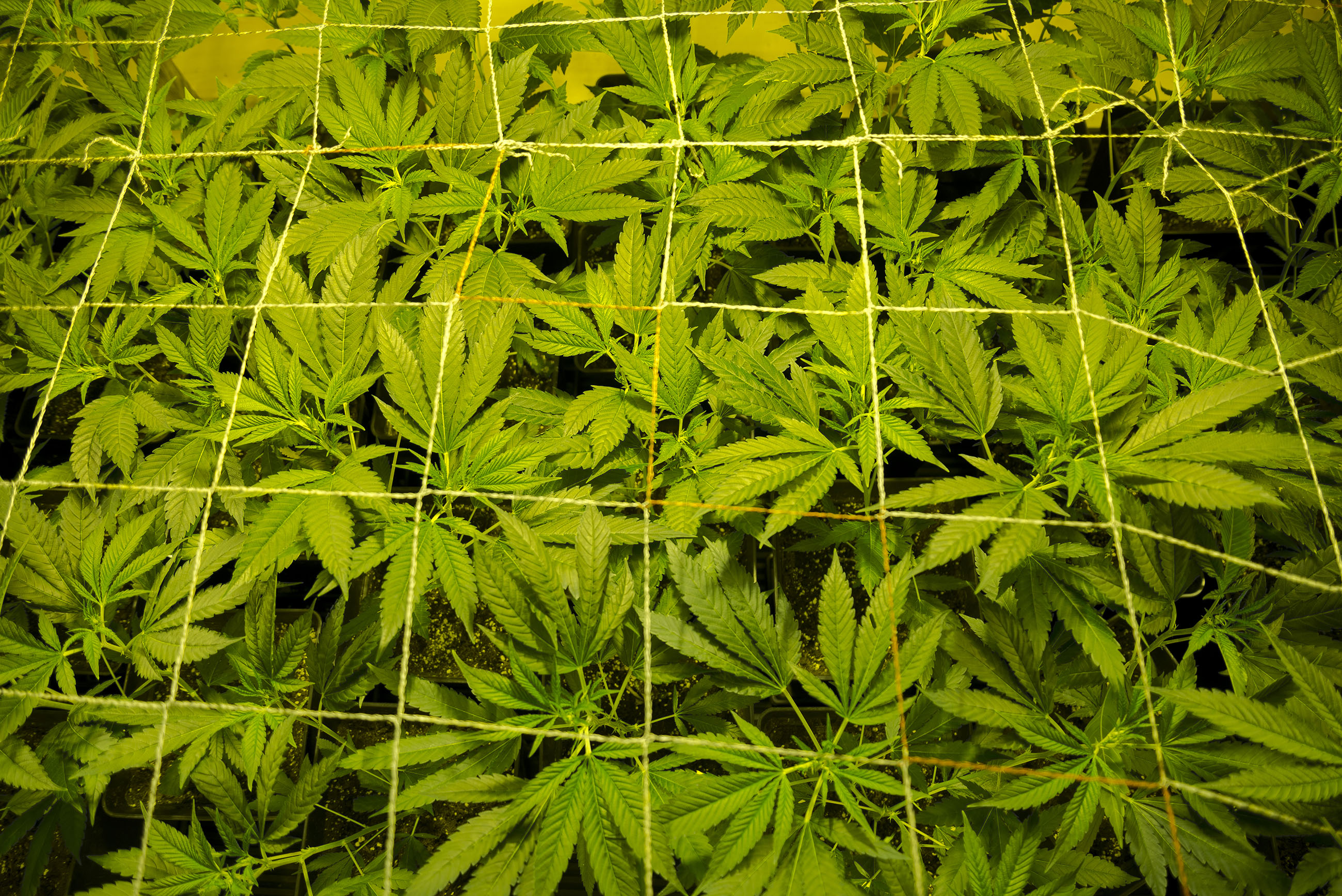 SCROG – tout ce que vous devez savoir - Sensi Seeds