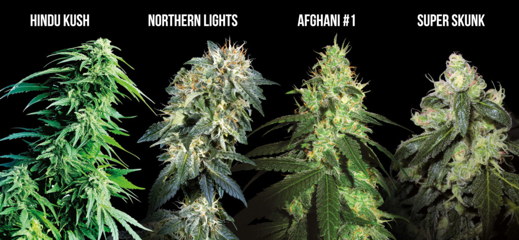 Various cannabis strains against the black background