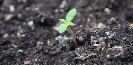 Een kleine plant die uit de grond ontspruit