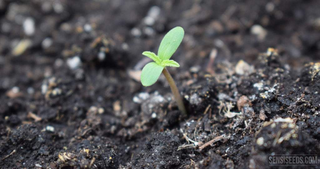 A small plant sprouting from soil