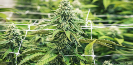 Cannabisplanten en een close-up van cannabisbloem