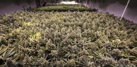 Cannabis planten groeien binnen