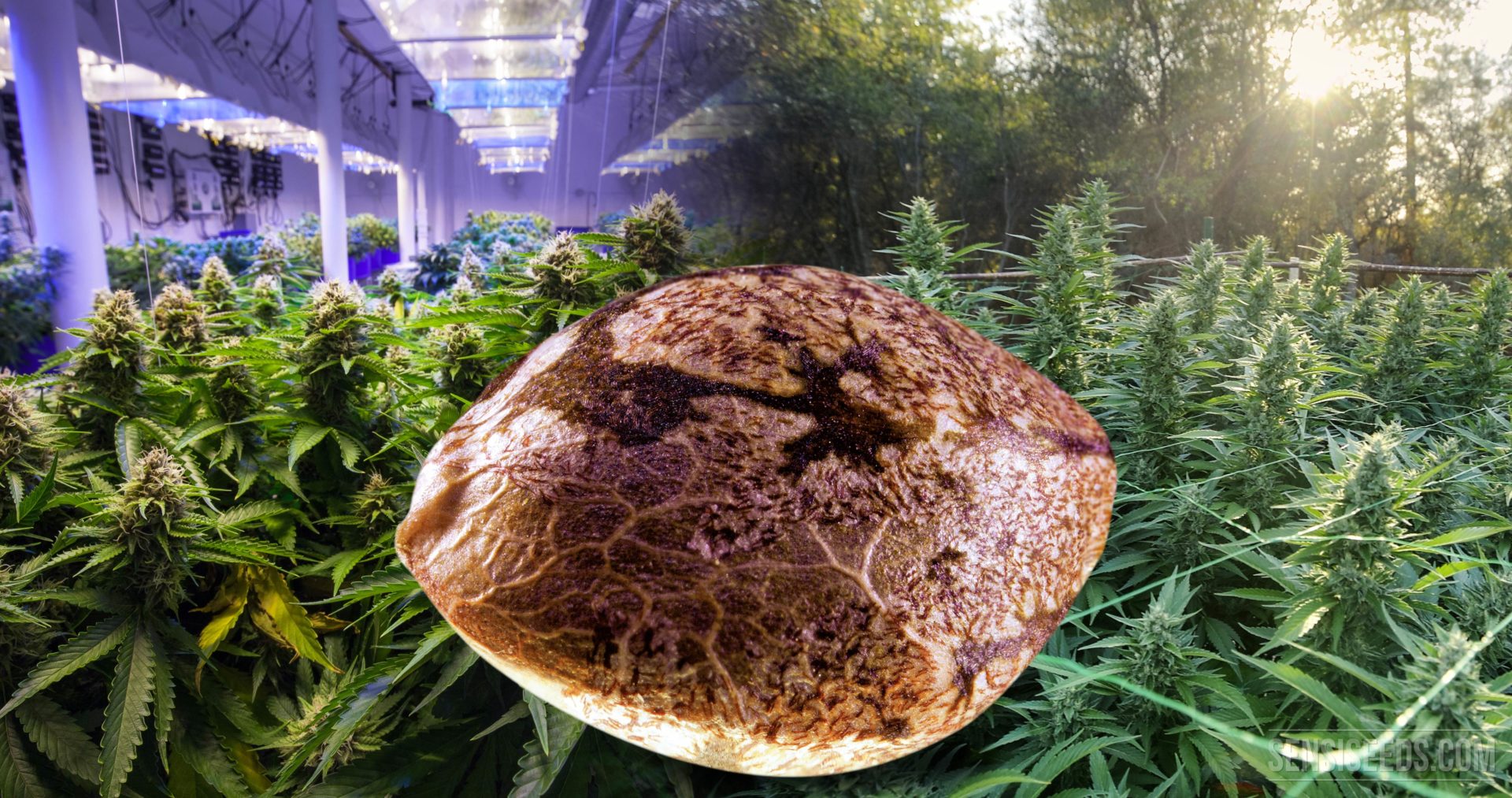 Quelle est la différence entre les graines de cannabis d\'intérieur ... Quelle est la différence entre les graines de cannabis d\'intérieur ...