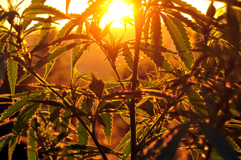 Plante de cannabis poussant à l'extérieur contre le coucher de soleil en arrière-plan