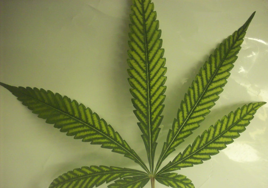 A cannabis leaf with magnesium deficiency