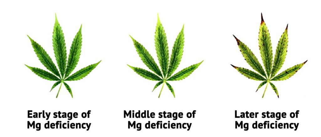 Cannabis leaves with stages of magnesium deficiency