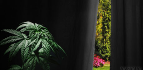 A cannabis plant with a blackout material and a garden in the background