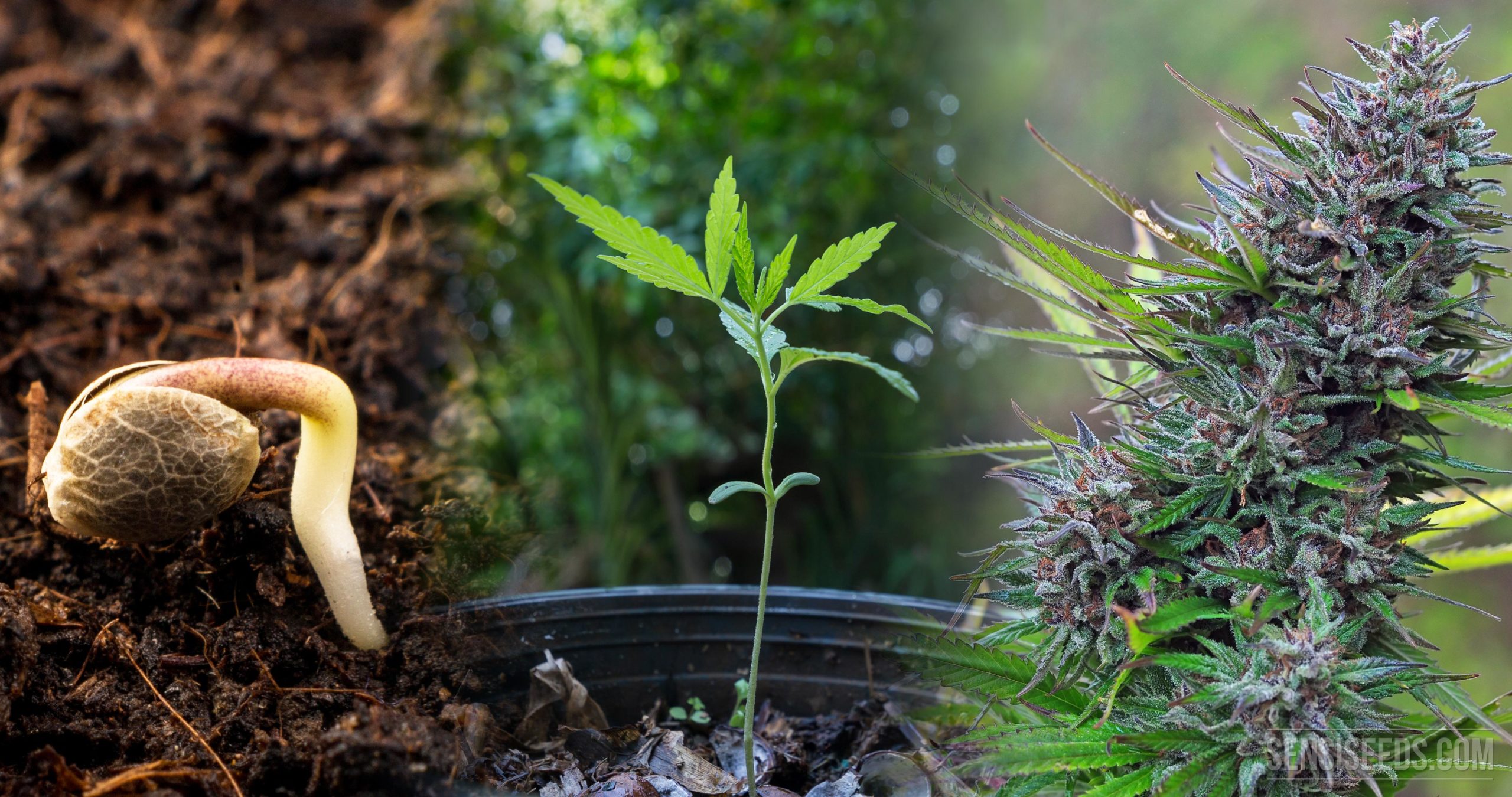 weed plant stages