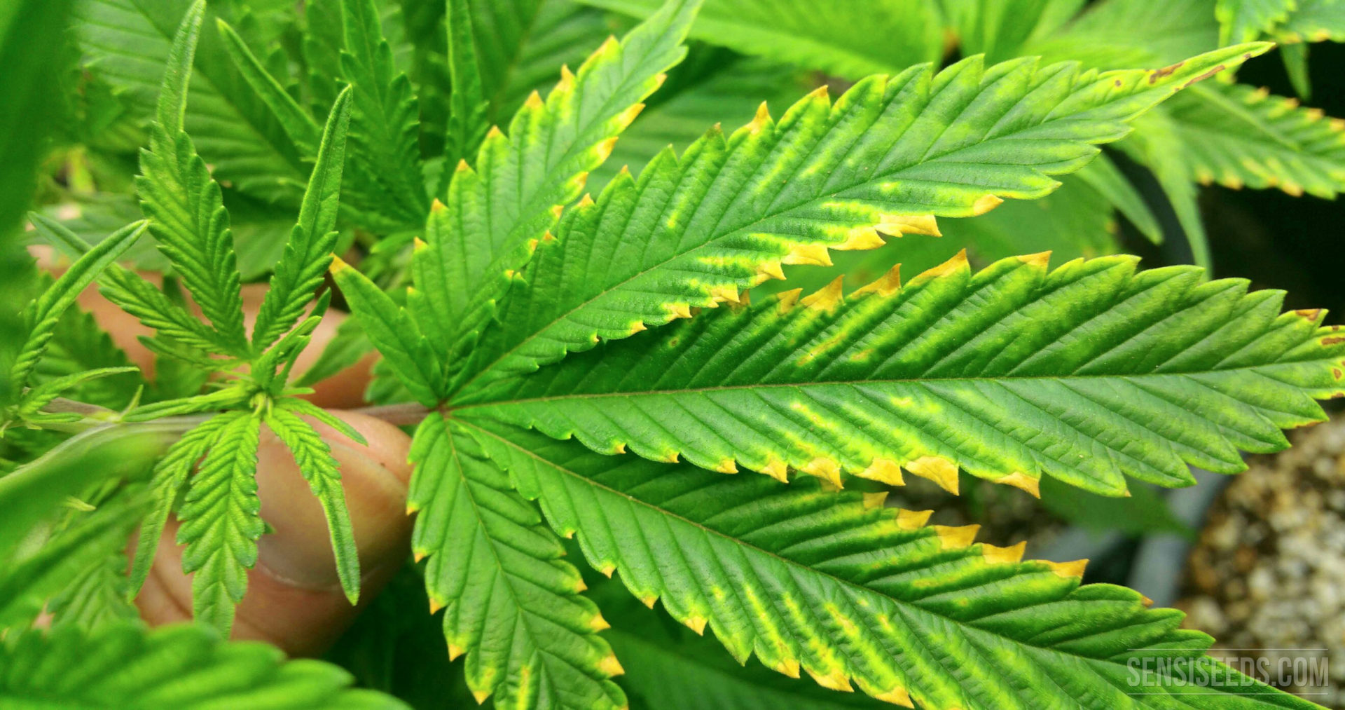 La deficiencia de magnesio en las plantas de cannabis