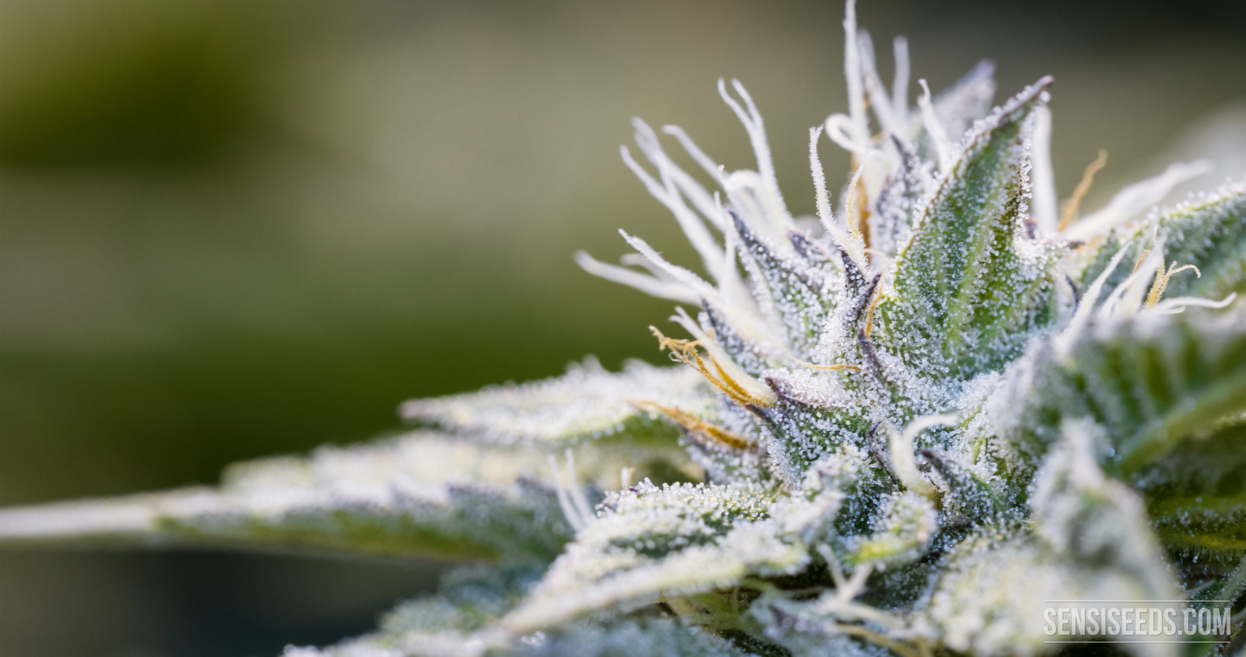 The Parts of the Cannabis Plant - Sensi Seeds