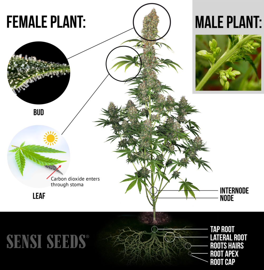 Infografía compleja que muestra una planta de cannabis hembra completamente desarrollada. Se resaltan los cogollos, las hojas y los nódulos, así como las raíces. Casi todos los elementos vuelven a aparecer en el diagrama. Los primeros planos contienen más datos. También hay un primer plano de una planta macho en la esquina superior derecha.