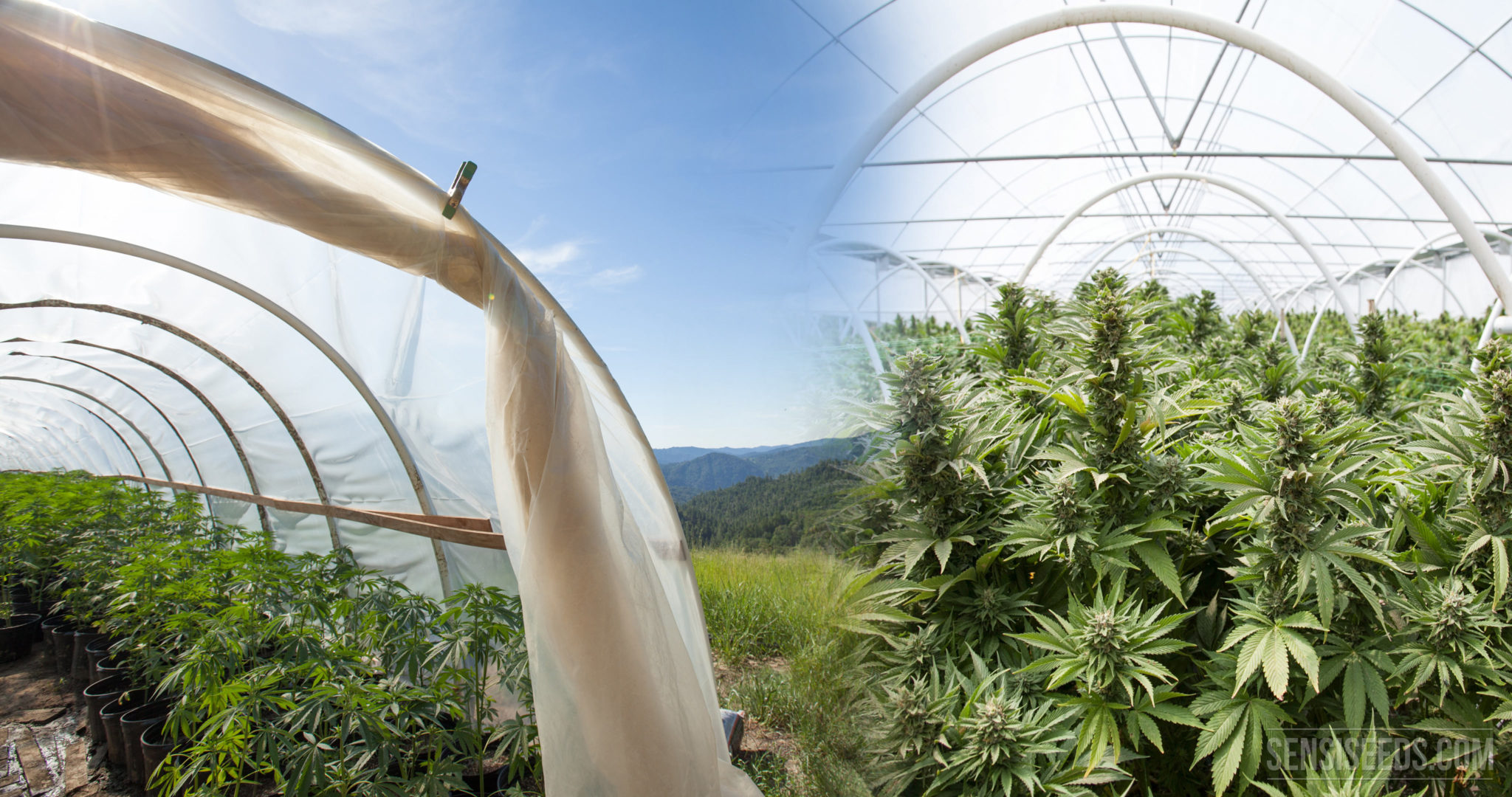 Cannabis im Gewächshaus anbauen Sensi Seeds