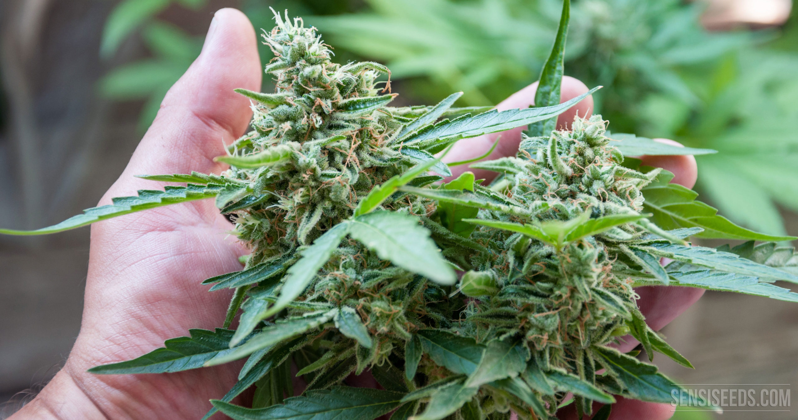 cannabis plants flowering stages