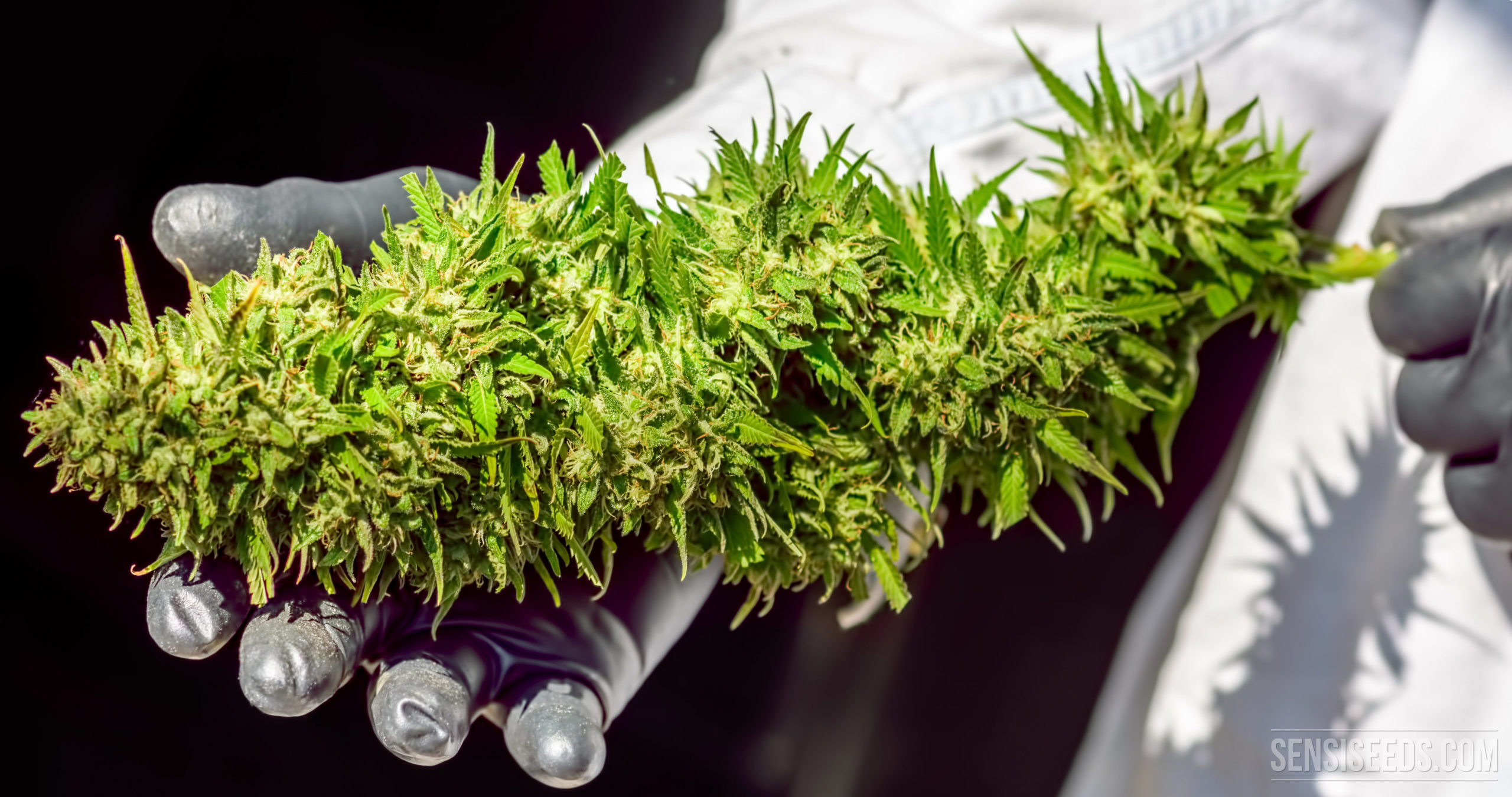 How to maximise the yield of a cannabis plant - Sensi Seeds