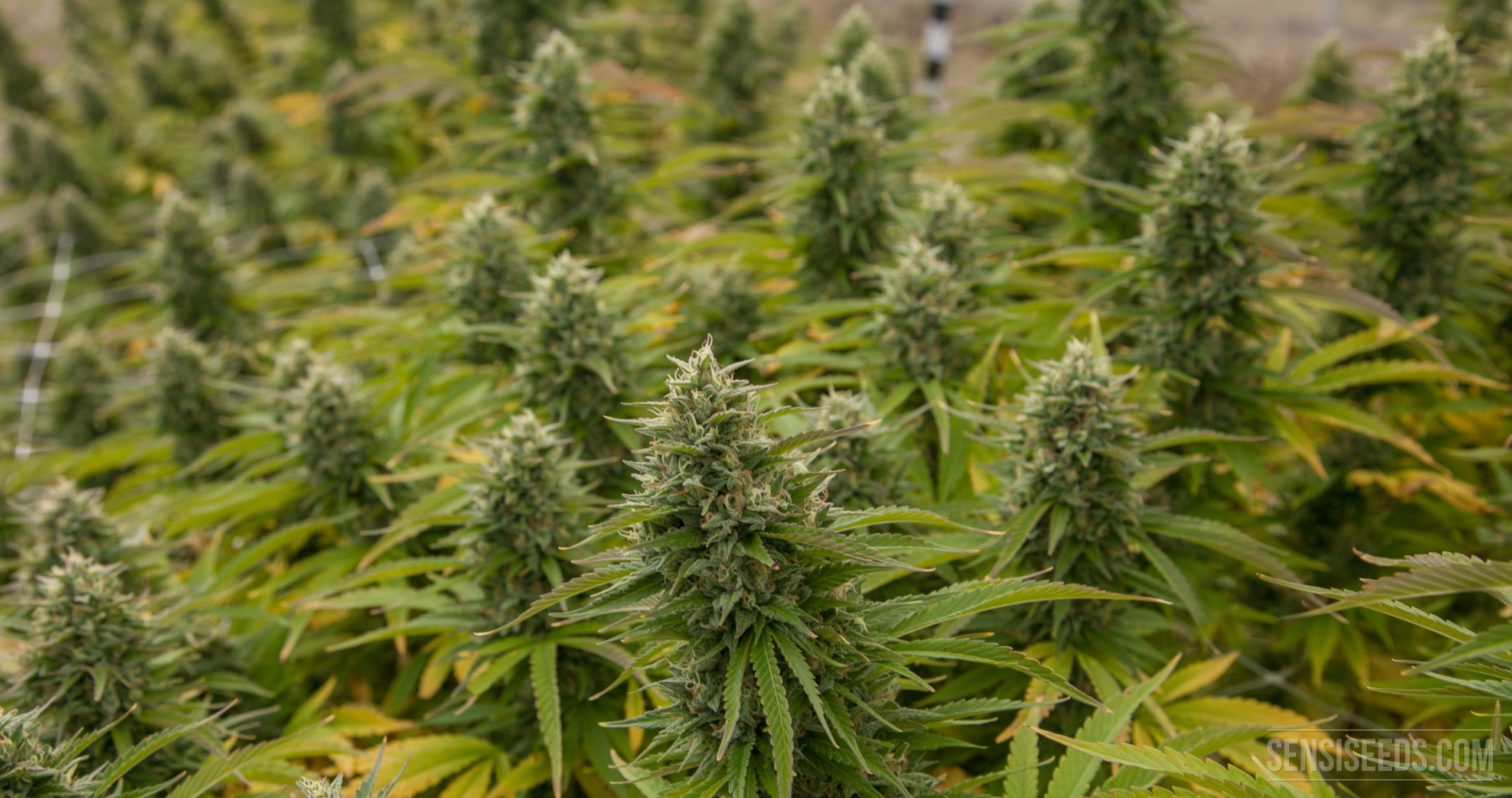 Wie Regeneriert Man Cannabispflanzen Sensi Seeds Sensi Seeds