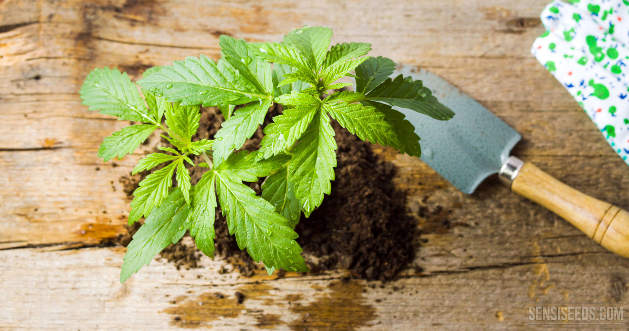 Wie topft man eine Cannabispflanze um Sensi Seeds