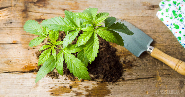 Wie topft man eine Cannabispflanze um Sensi Seeds