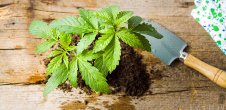 Een cannabisplant, de bodem en een kleine schop op een houten oppervlak