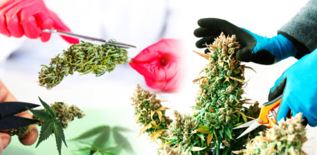 Twee personen met handschoenen met tuinscharen die cannabisplanten bijsnijden