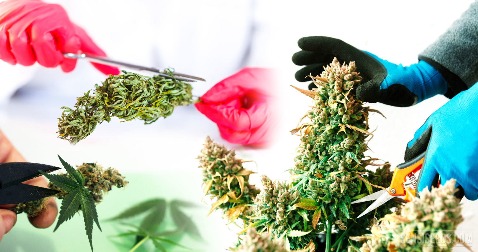 Wie trimmt und manikürt man Cannabisblüten Sensi Seeds