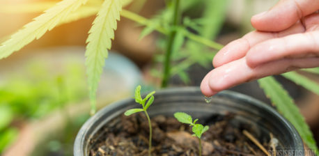 Een persoon met een waterdrop op zijn vinger boven de pot met cannabis zaailingen