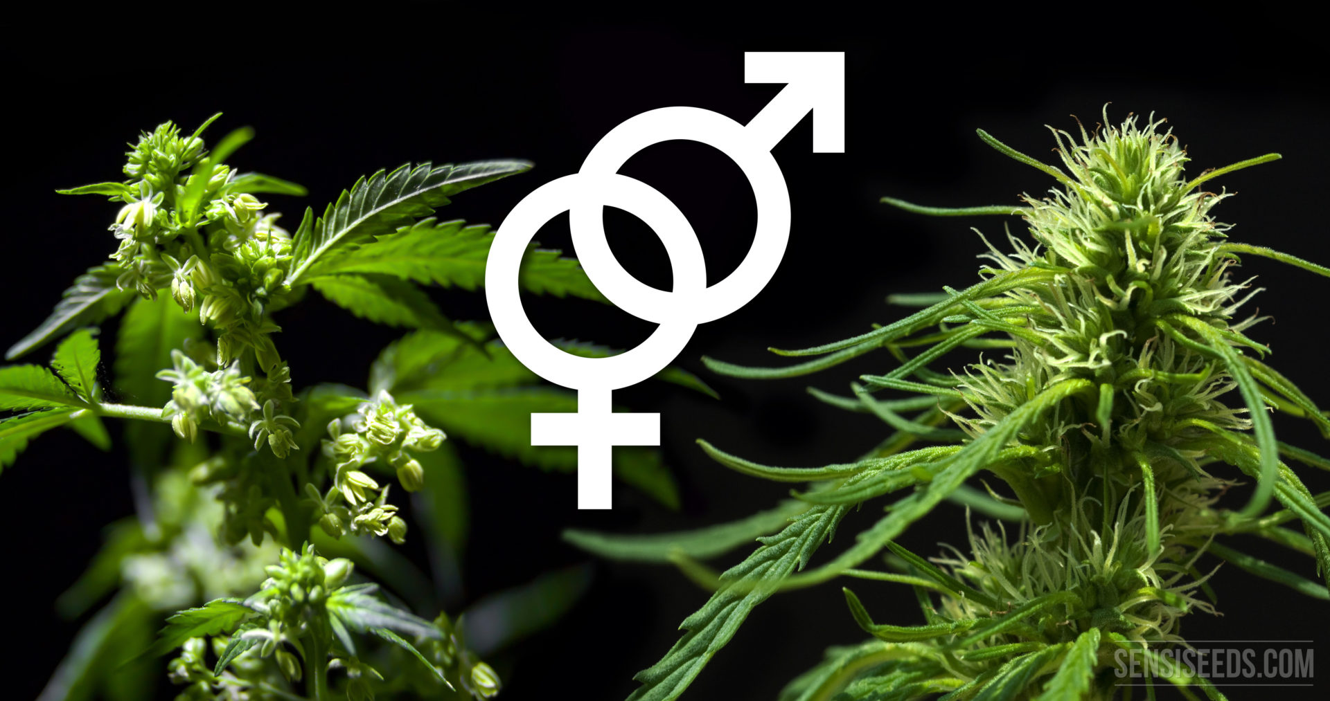 Diferencia entre semilla de cannabis regular y feminizada