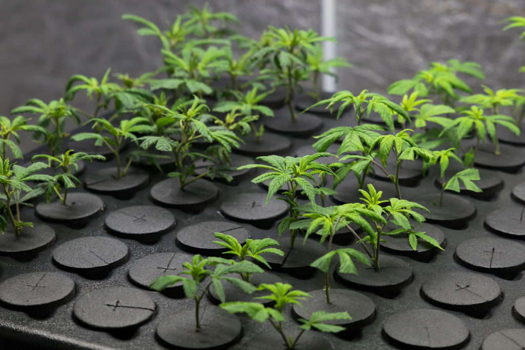 Male and female cannabis seedlings