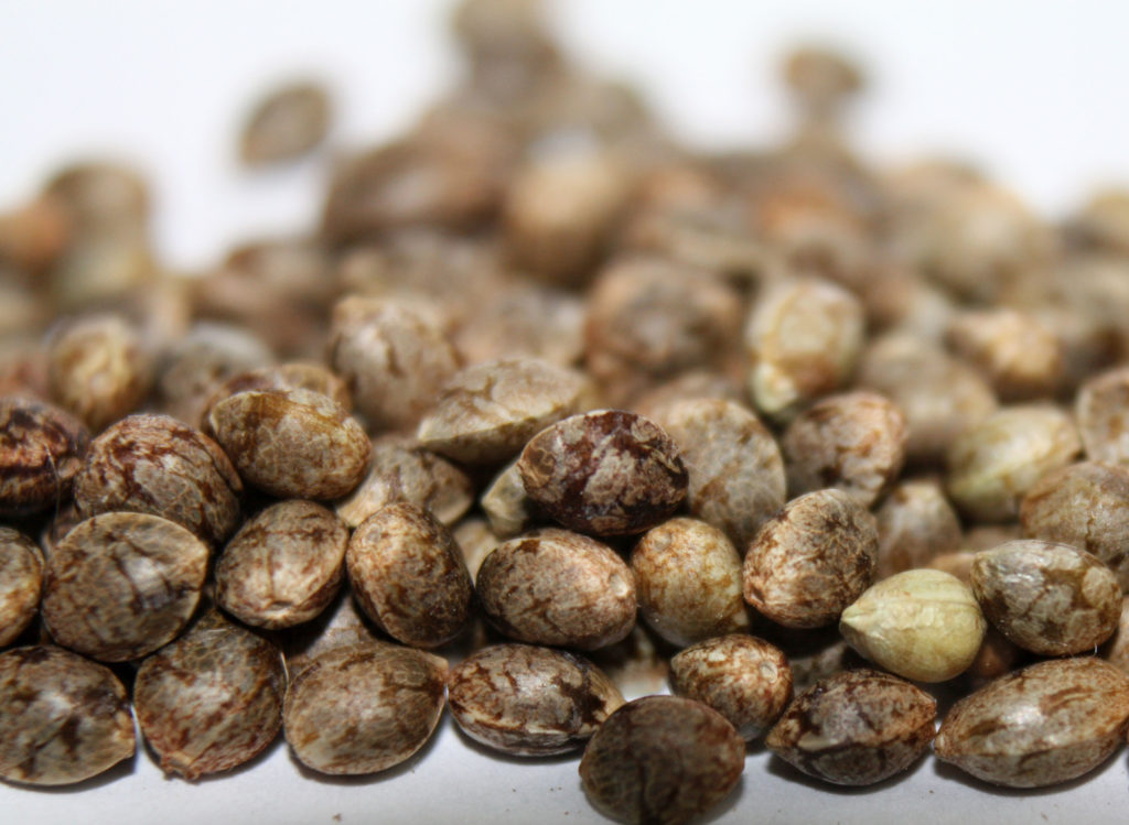 Stacked cannabis seeds against white background