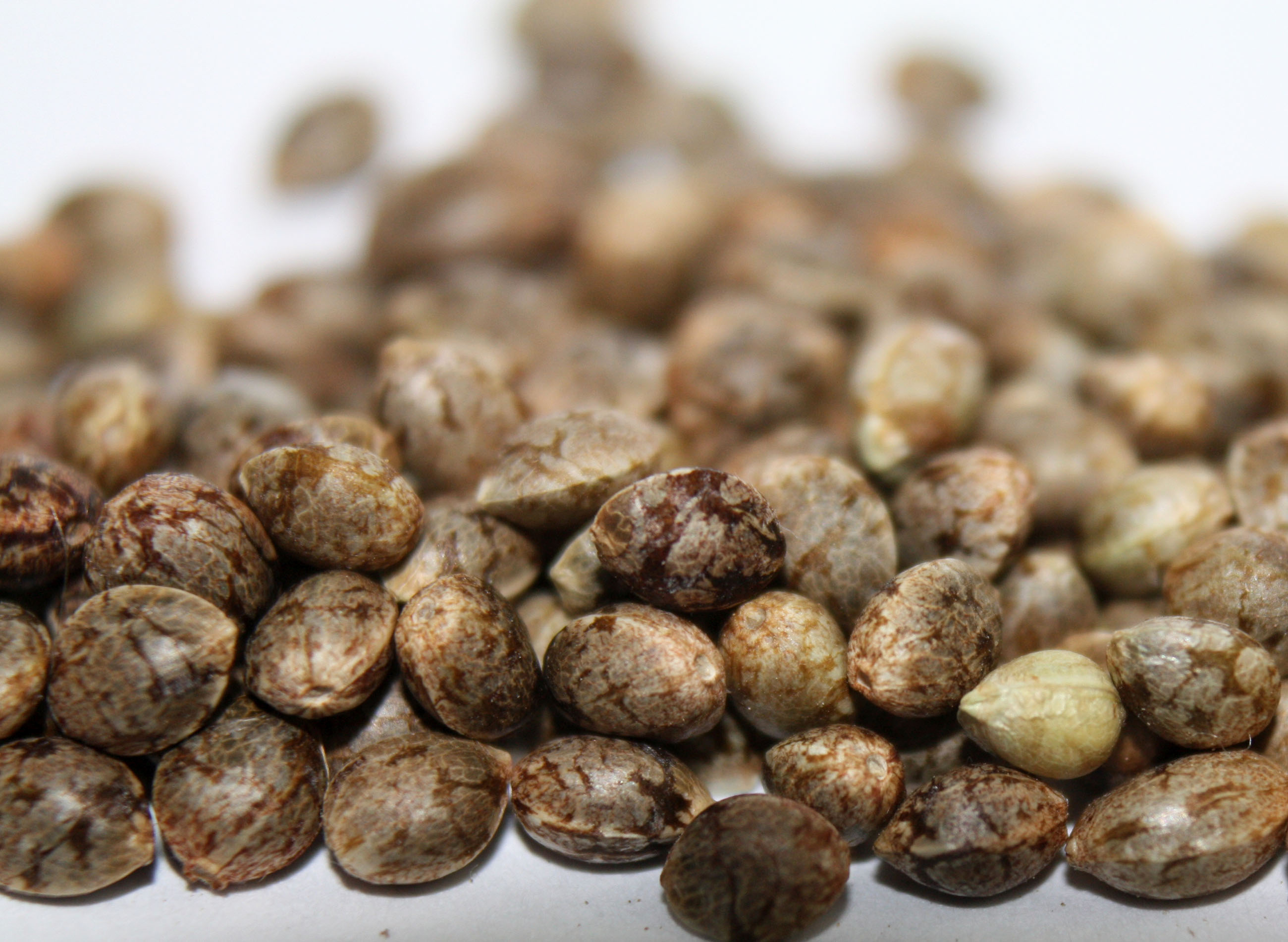 cannabis seeds