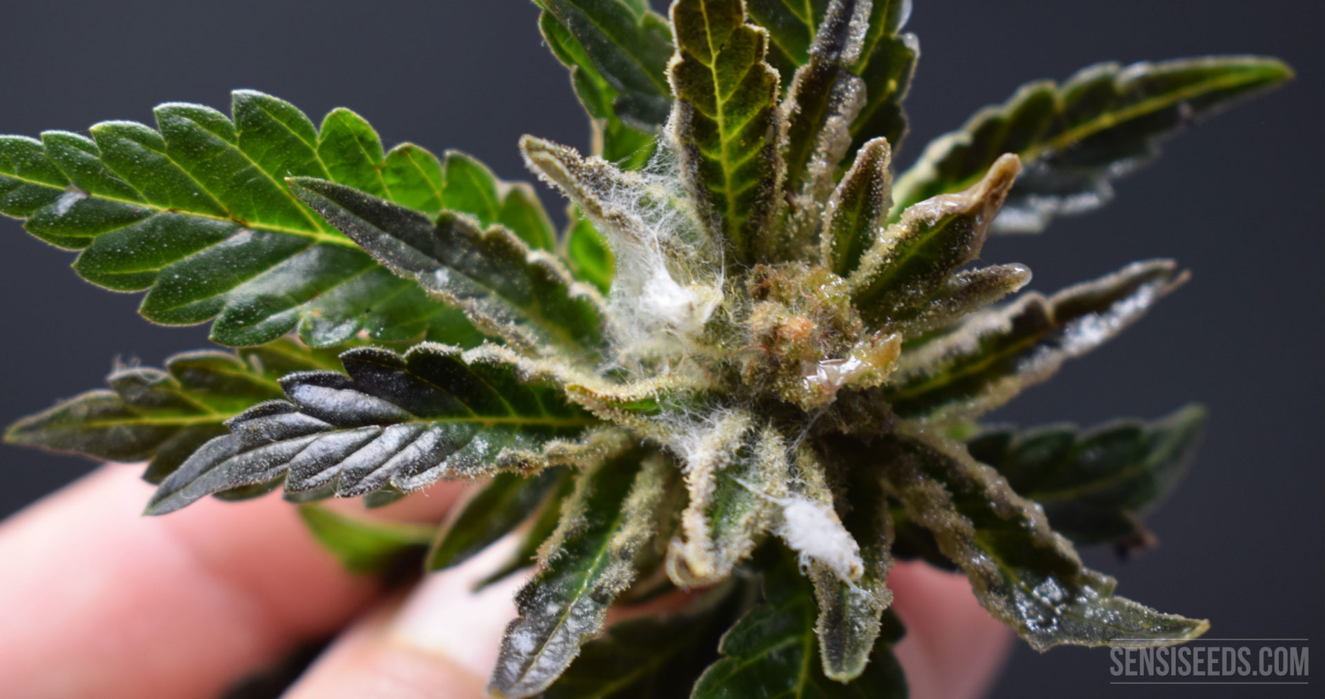 Bud Rot How To Prevent This And Powdery Mildew Or Cannabis Mould 