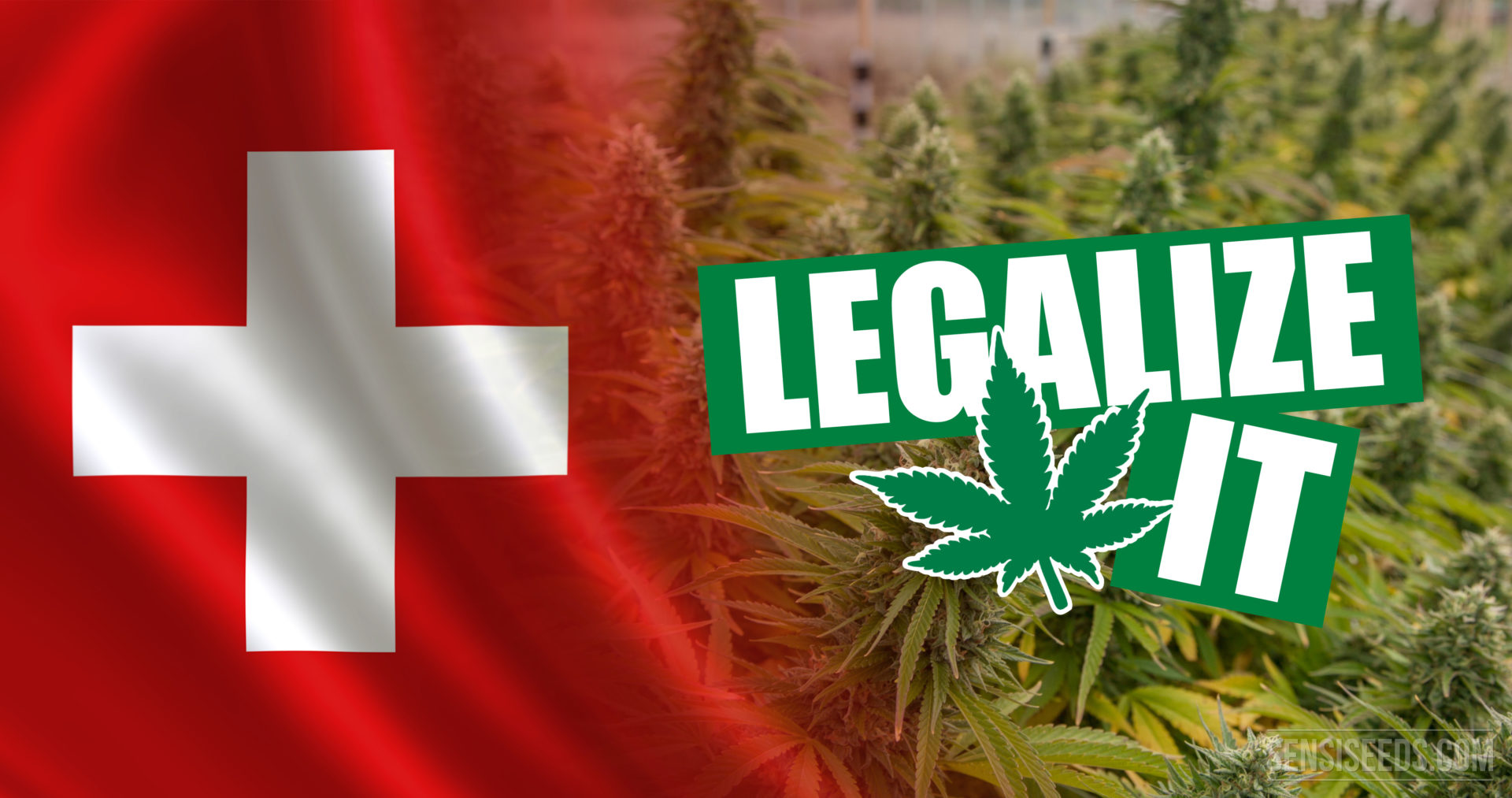 Switzerland To Legalize Cannabis Or Will The Plan Fail   Switzerland To Legalize SensiSeeds 1920x1013 