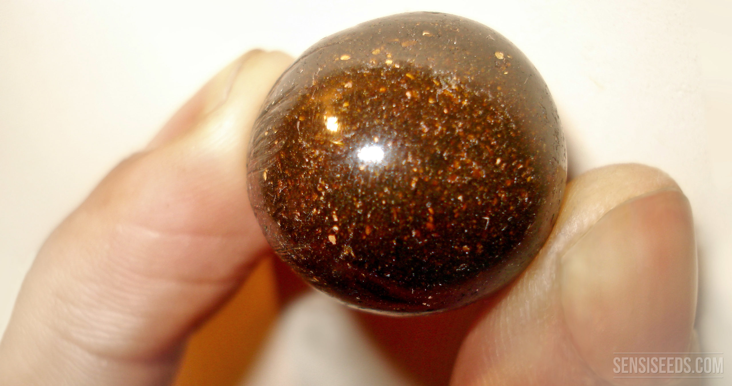 What is Charas, and How is it Made? Sensi Seeds