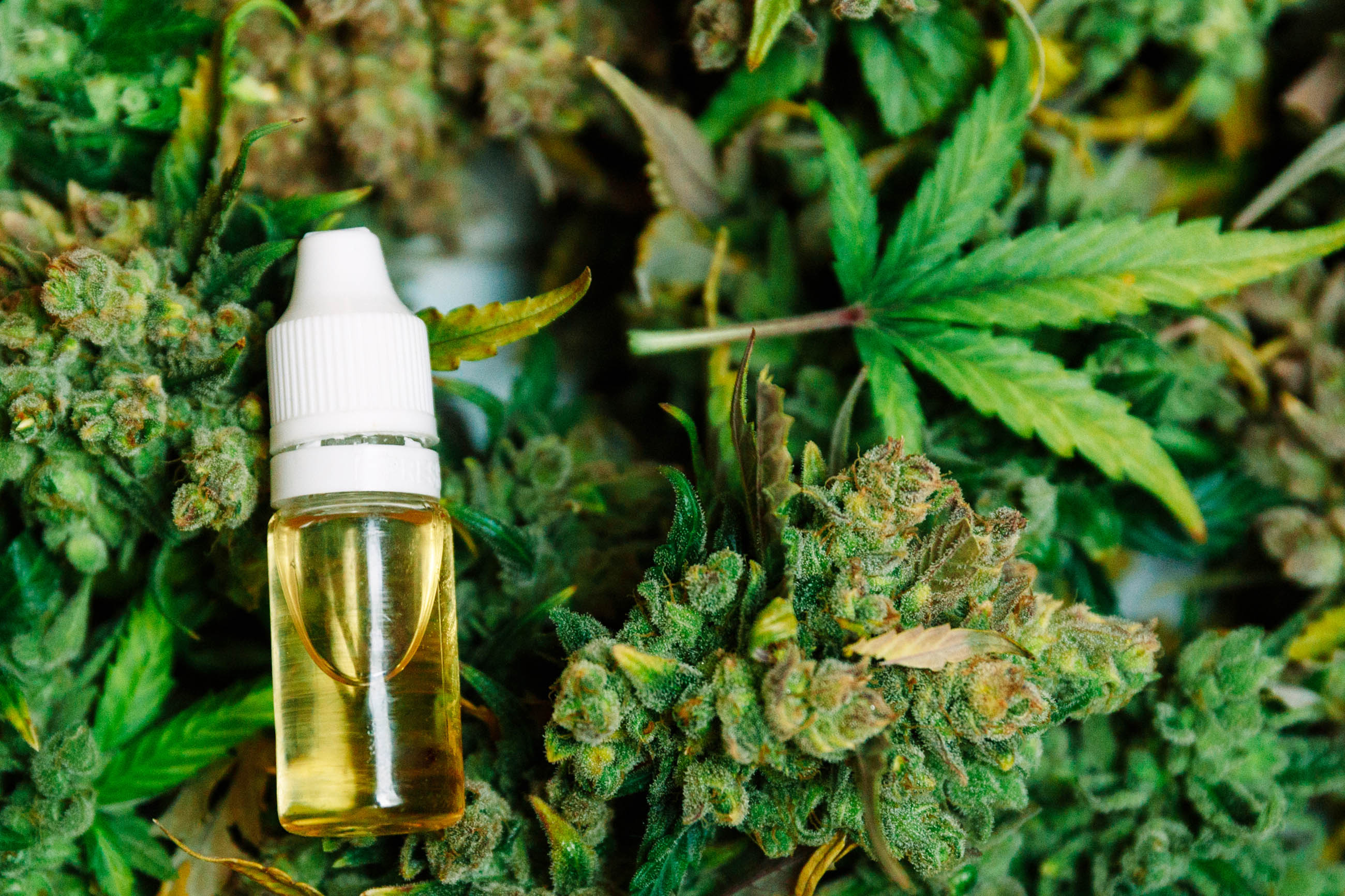 What's the Difference Between CBD Oil and Full Spectrum Cannabis Oil? - Canniseur