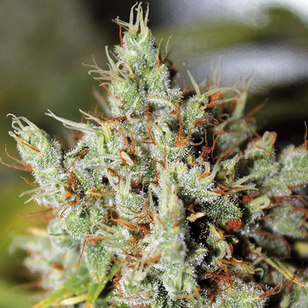 The Top Highest Yielding Strains Around Sensi Seeds