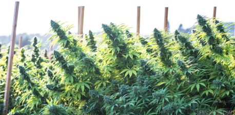 Plantas de cannabis de mayor rendimiento que crecen al aire libre