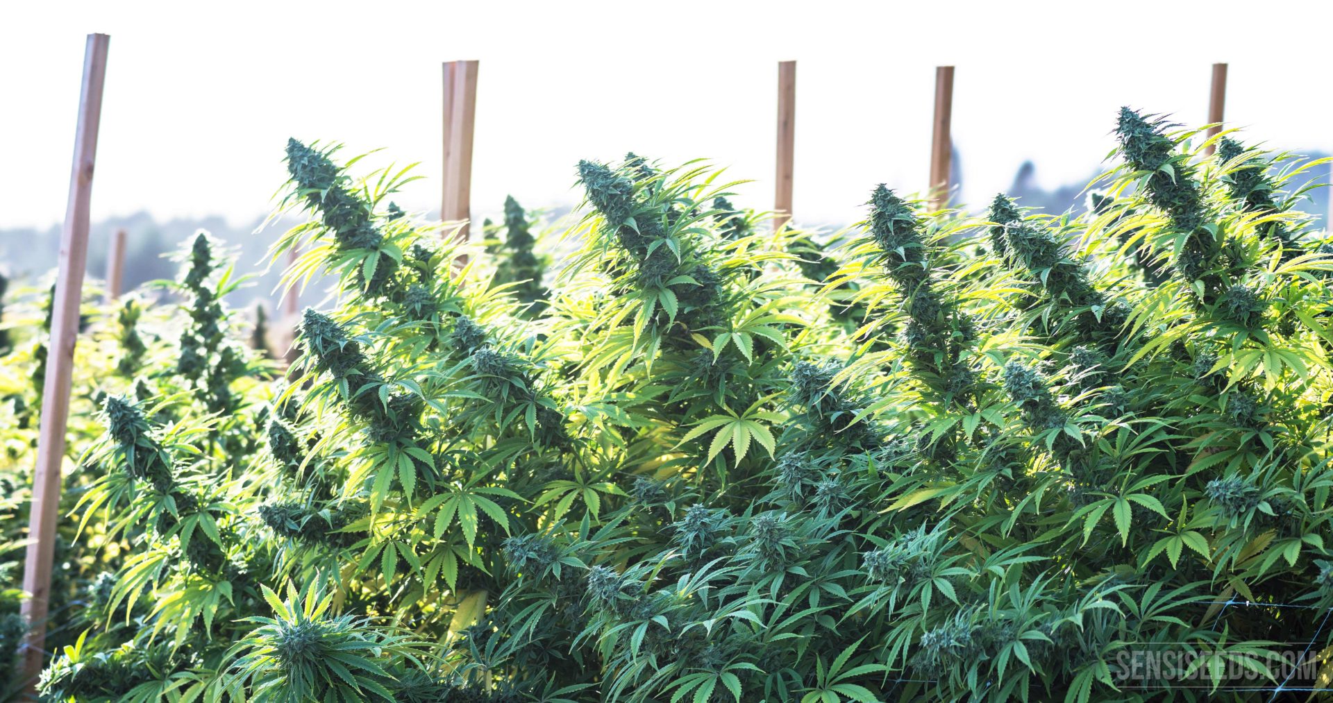The Top Highest Yielding Strains Around Sensi Seeds Blog