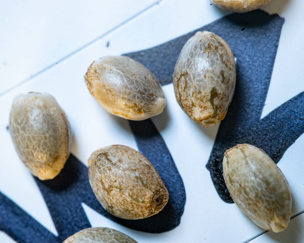 Graines de cannabis